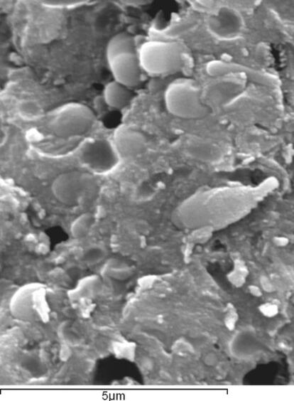 Bacterias fosilizadas en estromatolitos de El Soplao, al microscopio.