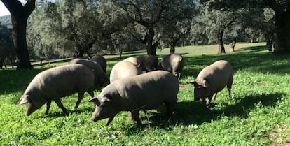 Cerdos de Cinco Jotas, por la dehesa de Huelva.