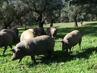 Cerdos de Cinco Jotas, por la dehesa de Huelva.