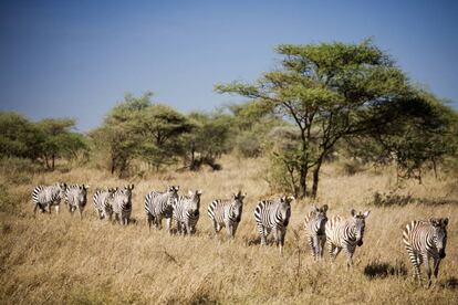 Cebras en el parque nacional del Serengueti (Tanzania).