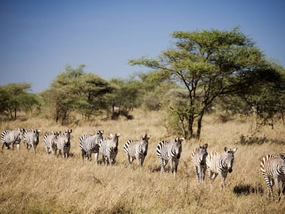 Cebras en el parque nacional del Serengueti (Tanzania).