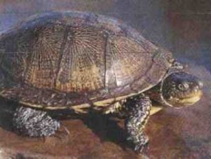 La Xunta protegerá el ‘sapoconcho’, el reptil más amenazado de Galicia