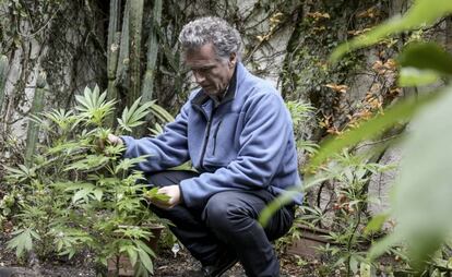 O empresário Eduardo Blasina, em uma plantação de maconha.