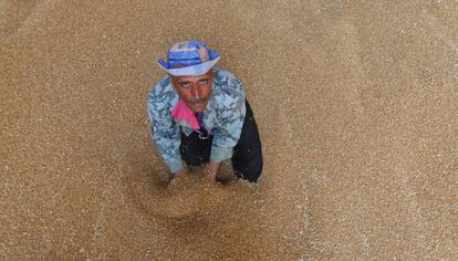 Un agricultor de trigo, en la provincia de Caliubia (Egipto).