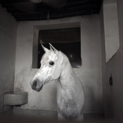 Yo siempre quise un caballo. Caballo en el centro ecuestre Al Shaqab, en Doha (Qatar).<br><br><i>Cada una de las fotografías se erige como una suerte de fábula con la que Nance pretende provocar la reflexión.</i></br>