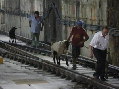 Trabajadores sacan las cabras de la estación de FGC.