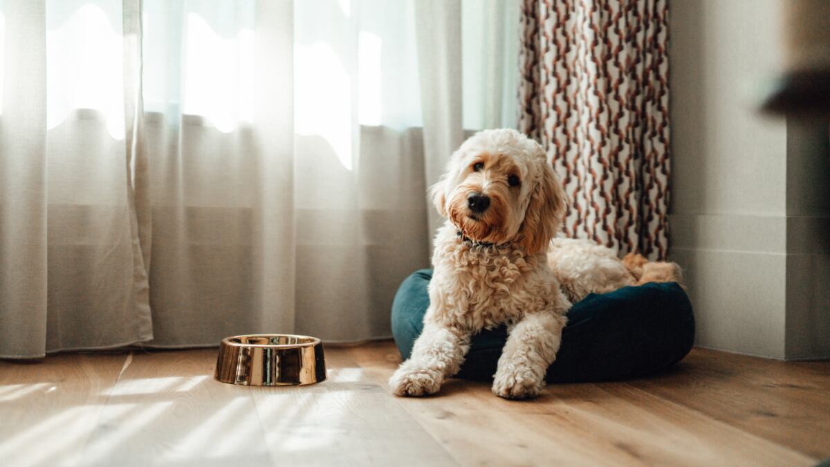 Los 10 productos para perros que triunfan en Amazon: superventas que los dueños recomiendan