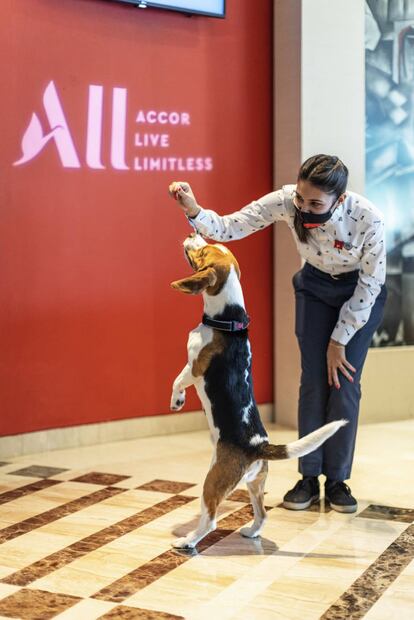 Acogida de mascota en hotel de Accor.