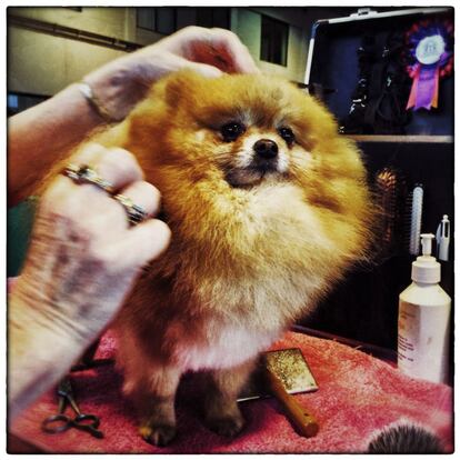 BIRMINGHAM, ENGLAND - MARCH 05: (EDITORS NOTE: This image was created using digital filters) A Pomeranian is groomed on the first day of Crufts dog show at the National Exhibition Centre on March 5, 2015 in Birmingham, England. First held in 1891, Crufts is said to be the largest show of its kind in the world, the annual four-day event, features thousands of dogs, with competitors travelling from countries across the globe to take part and vie for the coveted title of 'Best in Show'. (Photo by Carl Court/Getty Images)