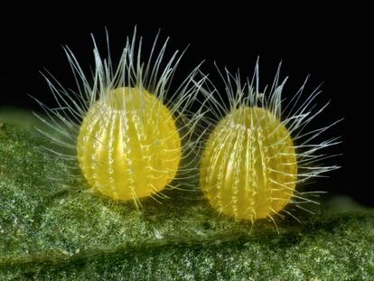 Huevos comunes de la mariposa 'Mestra amymone'.