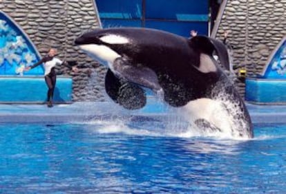 La orca 'Tilikum' mató hace dos años a su entrenadora.