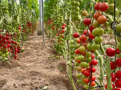 Plantación de tomates ecológicos en Níjar (Almería).