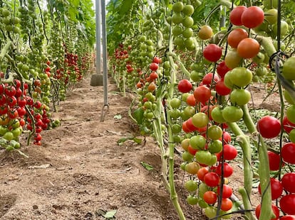 Plantación de tomates ecológicos en Níjar (Almería).