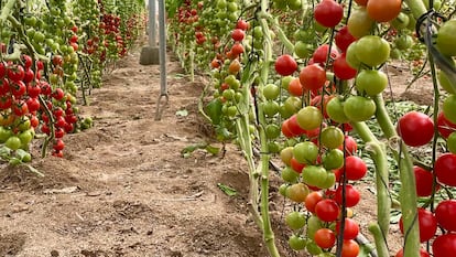 Plantación de tomates ecológicos en Níjar (Almería).