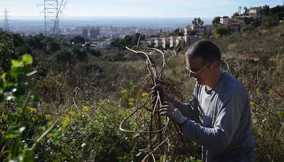 Un voluntari de Depana neteja una zona de Collserola de plantes invasores.