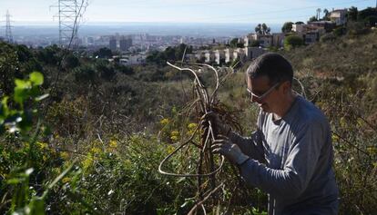 Un voluntari de Depana neteja una zona de Collserola de plantes invasores.