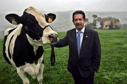 El presidente cántabro, en Oruña de Piélagos, junto a <i>Greta,</i> campeona de España de raza frisona con 15.000 litros al año, "una cisterna de leche".