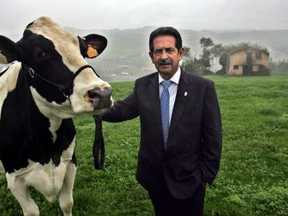 El presidente cántabro, en Oruña de Piélagos, junto a <i>Greta,</i> campeona de España de raza frisona con 15.000 litros al año, "una cisterna de leche".