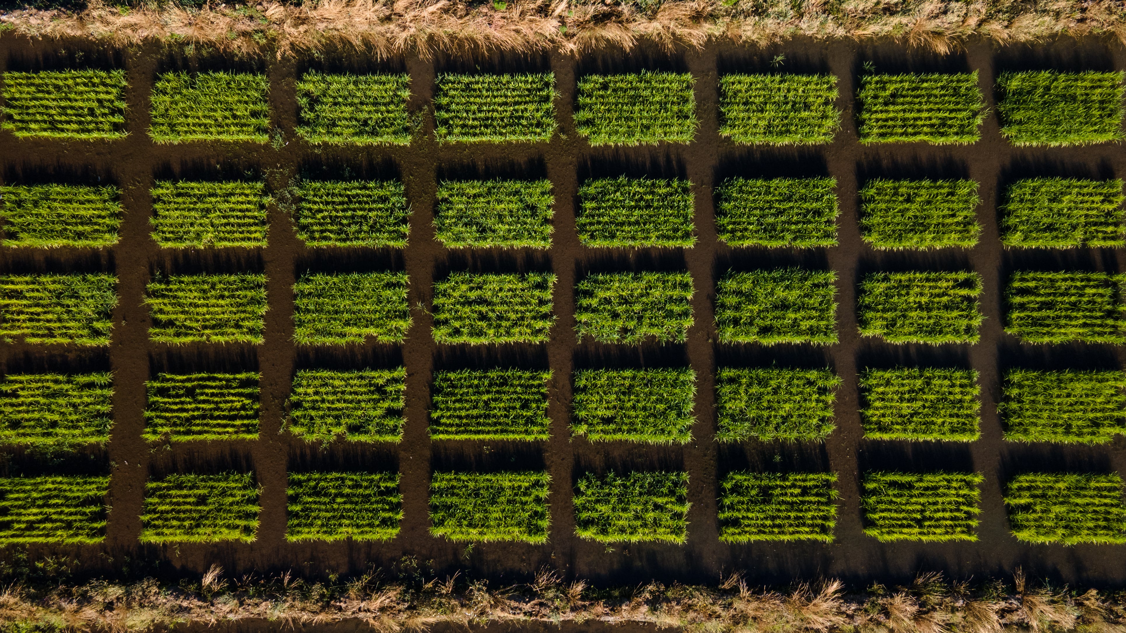 Campos de cultivo de arroz.