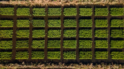 Rice fields.