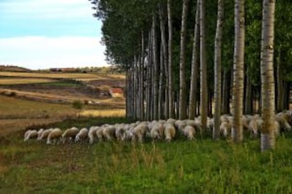 Un rebaño de ovejas cerca de la localidad de Benavente, en la provincia de Zamora.