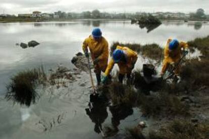 En la imagen, trabajadores extraen vegetación contaminada con petróleo en el Santuario Natural Lenga, a 530 kilómetros de Santiago (Chile). EFE/Archivo