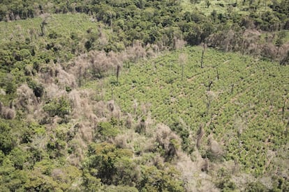 Dos plantaciones de cannabis vistas desde un helicóptero acompañando a la Senad en marzo de 2020. Casi todos los días la televisión paraguaya dedica espacio a operativos policiales, cortes y quemas de plantaciones de cannabis que acaparan las noticias. Con apoyo  de la Policía Federal Brasileña y de agentes del departamento antidroga estadounidense (DEA), 226 agentes especiales paraguayos entrenados para operaciones de élite y alta tensión son dedicados finalmente a cortar plantas con un machete.