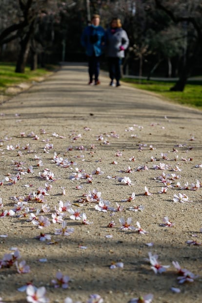 Flores por el suelo en la Quinta de los Molinos (Madrid), el día 11.