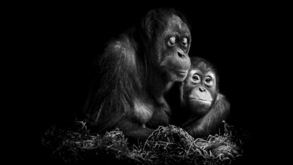 Orangutanes. Berlín, 2013.