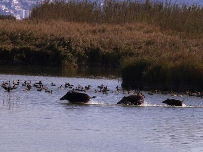 Diversos porcs senglars al parc dels aiguamolls.