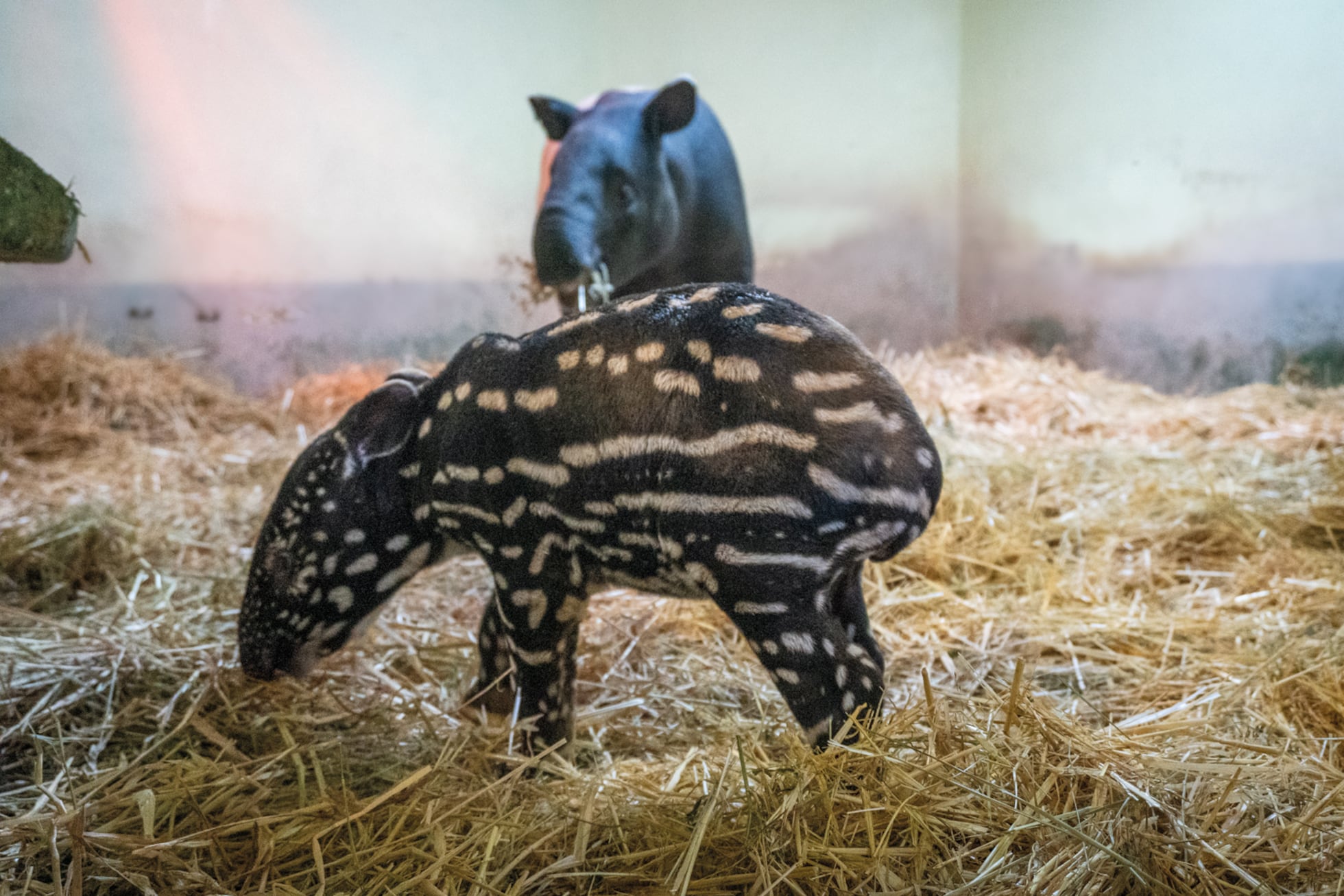 Bioparc Fuengirola: Spain's first Malayan tapir is born in captivity |  Science | EL PAÍS English, image size:1960x1307