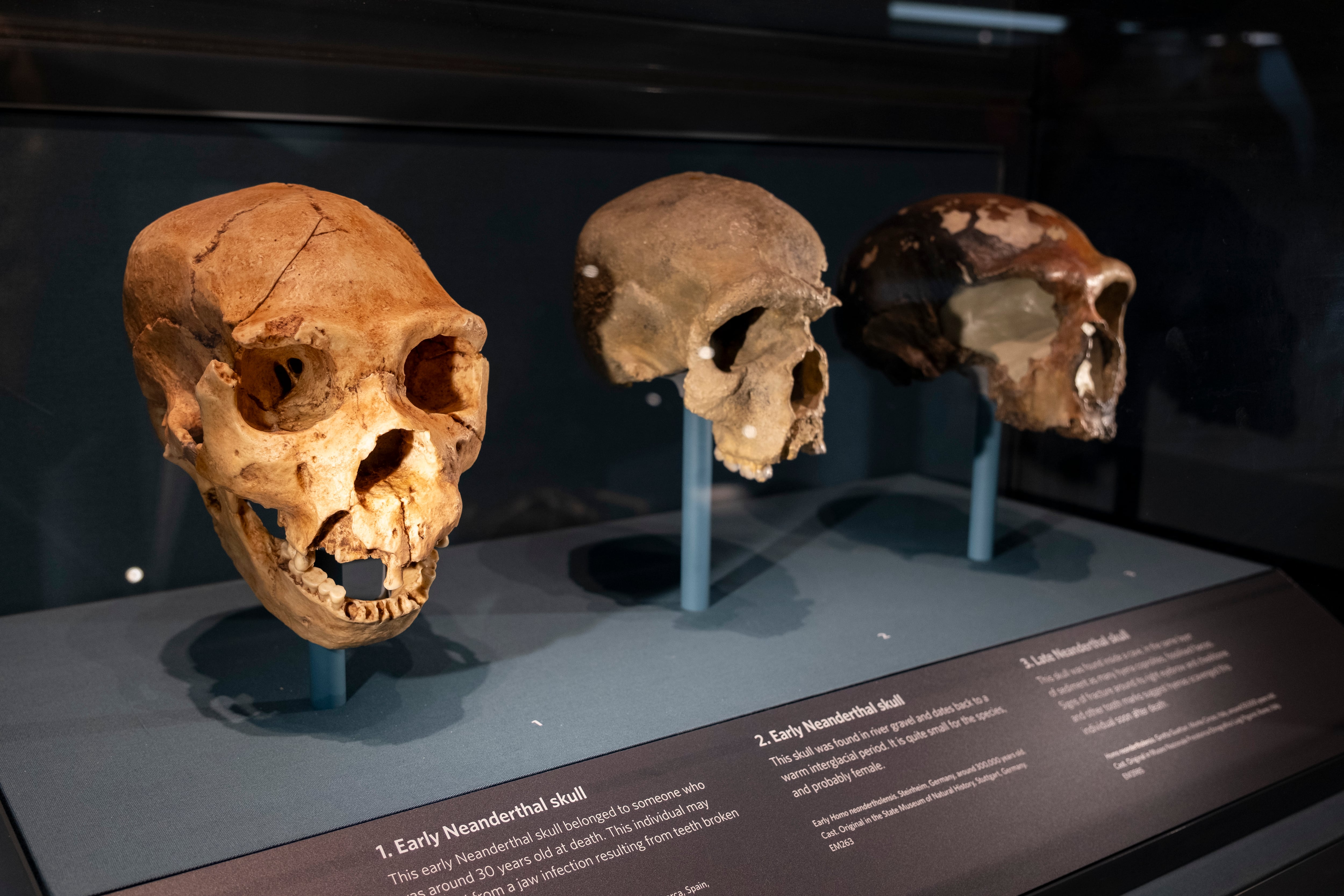 Más misteriosos que los neandertales, los denisovanos tienen la clave de la humanidad 