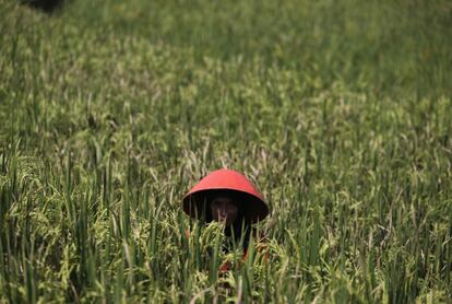 Un agricultor quita las malas hierbas en un campo de arroz en Cianjur, Indonesia.