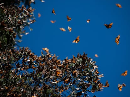 Mariposas monarcas en los santuarios de invernada de México.