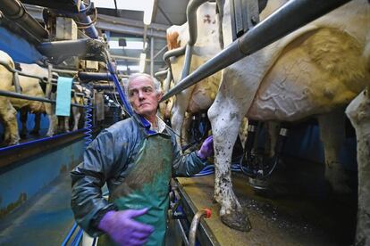 Un ganadero atiende un grupo de vacas de raza Holstein en Balfron (Escocia).