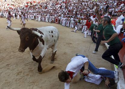 Un corredor se cae al paso de un cabestro en la plaza de toros de Pamplona.