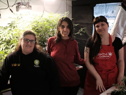 Yamila Peluso, Julieta Molina, and Valeria Salech pose next to a cannabis plant in Mamá Cultiva's office in Buenos Aires.