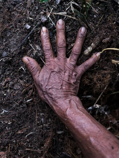 La mano de Camilo Ramos Manuel, médico tradicional tikuna de 66 años en su chagra a las afueras de Arara.