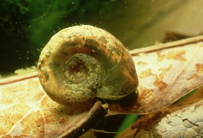 Un esquistosoma del tipo 'eschistosoma mansoni' hallado en Zimbabue.