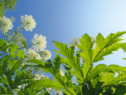 Inflorescencias y hojas del perejil gigante.