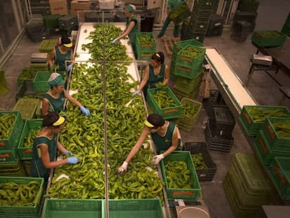 Trabalhadoras encaixotam alimentos numa fábrica de Granada.