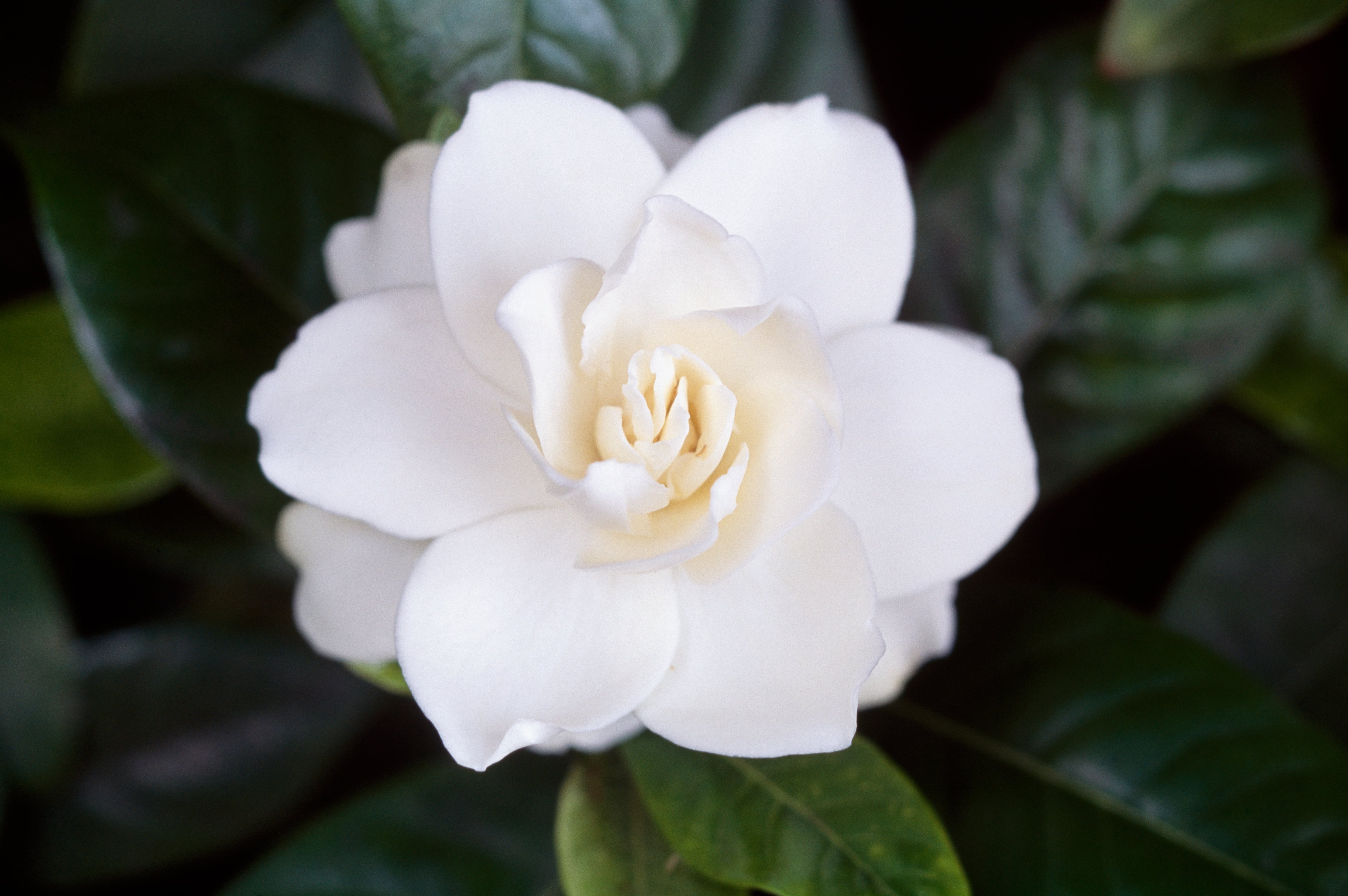 La blancura de las flores de la gardenia destacan en las noches iluminadas por la Luna.