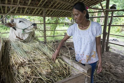 Susilawati cuida de la vaca que supone uno de los pilares económicos de su familia, en Sukabumi.