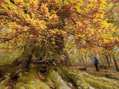 El bosque de castaños centenarios de Calabazas, en la comarca de las Villuercas (Cáceres).