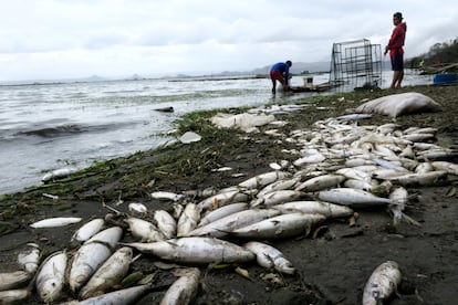 Los pescadores pescan en el lago que rodea el volcán Taal en erupción, en Talisay, Batangas (Filipinas), el 15 de enero.