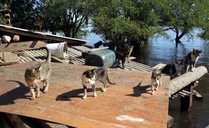 Aves y gatos en el techo de una casa en Paraguay.