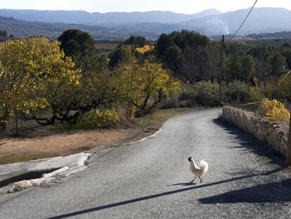 En la pedanía de Turballos, solo una gallina da señales 
