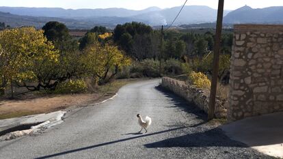 En la pedanía de Turballos, solo una gallina da señales 
