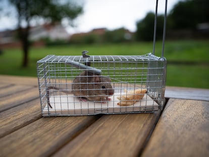 Estas trampas para ratones sin muerte permiten atraer a los roedores sin daños. GETTY IMAGES.