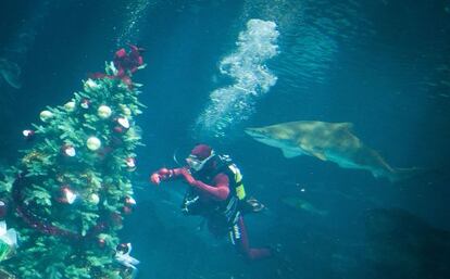 Mireia Belmonte, junto a un tiburón en el Acuario de Barcelona.
